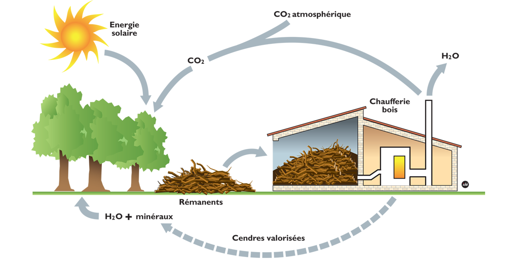 cycle de la biomasse copyright Enerbio